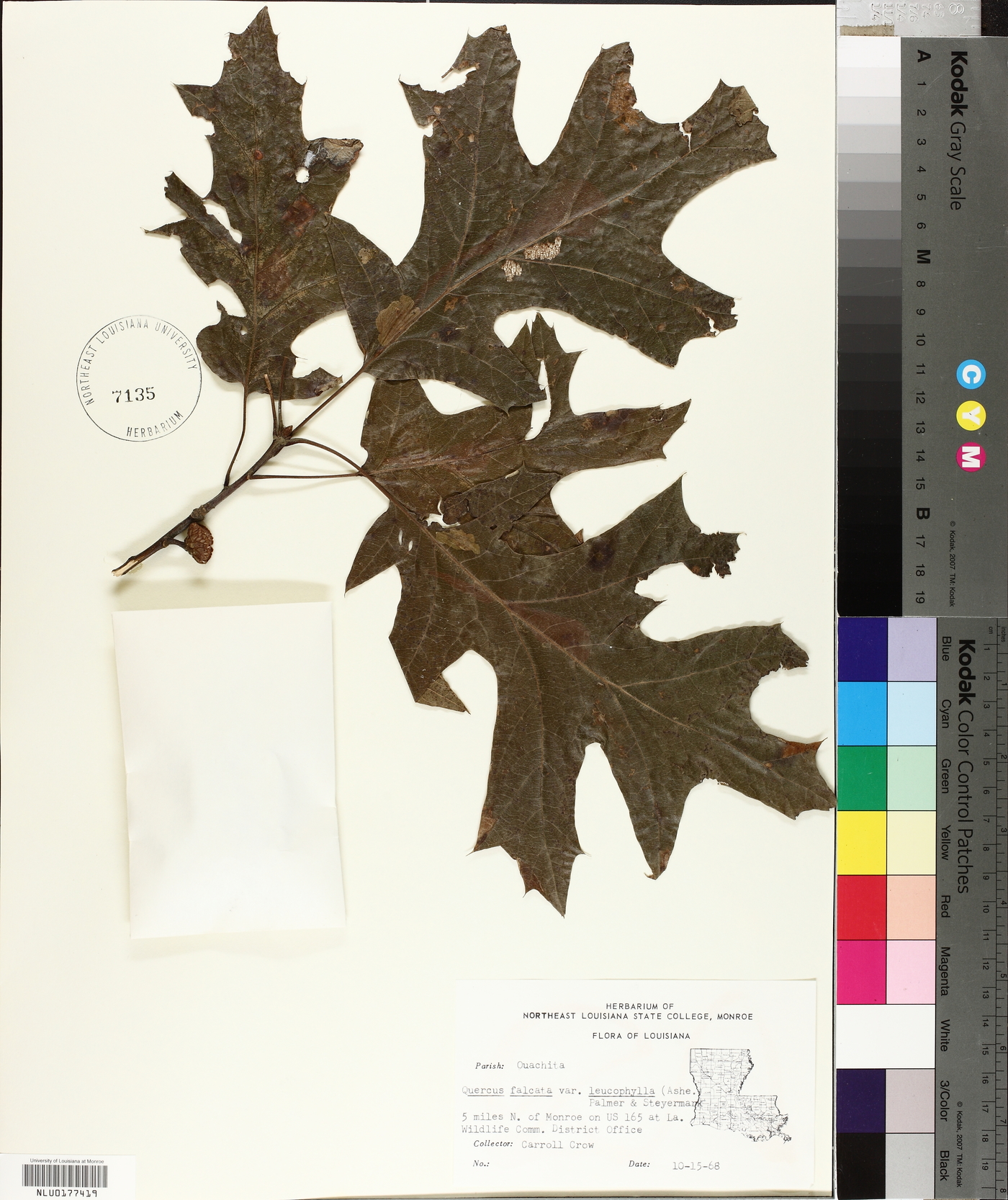 Quercus falcata var. leucophylla image