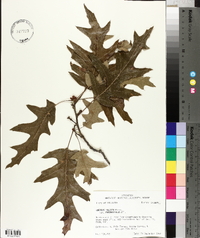 Quercus falcata var. pagodifolia image