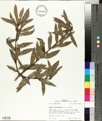 Quercus hemisphaerica image