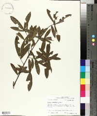 Quercus hemisphaerica image