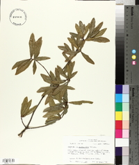 Quercus hemisphaerica image