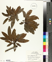 Quercus hemisphaerica image