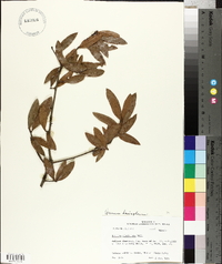 Quercus hemisphaerica image