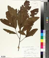 Quercus x garlandensis image