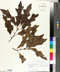 Quercus x garlandensis image