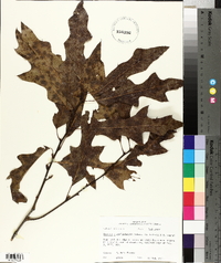 Quercus x garlandensis image