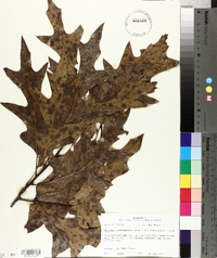 Quercus x garlandensis image