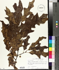 Quercus × garlandensis image