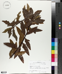 Quercus hemisphaerica image