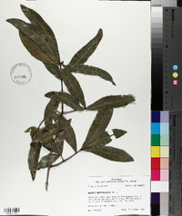 Quercus hemisphaerica image