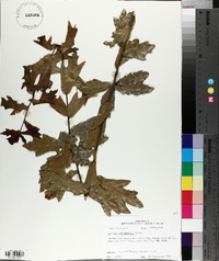 Quercus hemisphaerica image