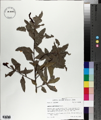 Quercus hemisphaerica image