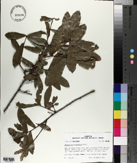 Quercus hemisphaerica image