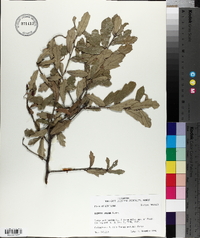 Quercus incana image