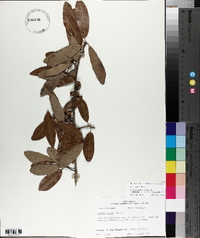 Quercus incana image