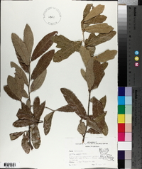 Quercus incana image