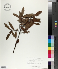 Quercus incana image