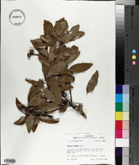 Quercus incana image