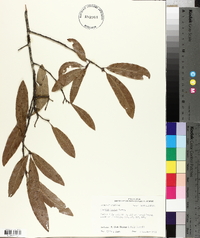 Quercus incana image