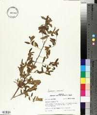 Quercus incana image