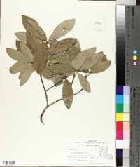 Quercus incana image