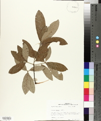 Quercus incana image