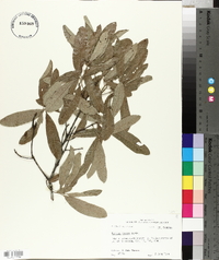 Quercus incana image