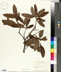 Quercus incana image