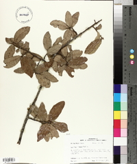 Quercus incana image