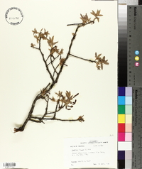 Quercus incana image