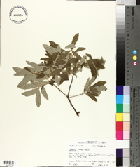 Quercus incana image