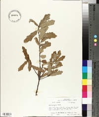 Quercus incana image