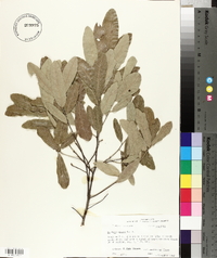 Quercus incana image