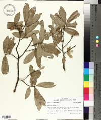 Quercus incana image