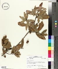 Quercus incana image