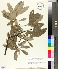 Quercus incana image