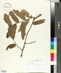 Quercus incana image