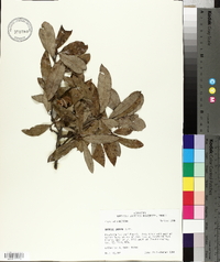 Quercus incana image