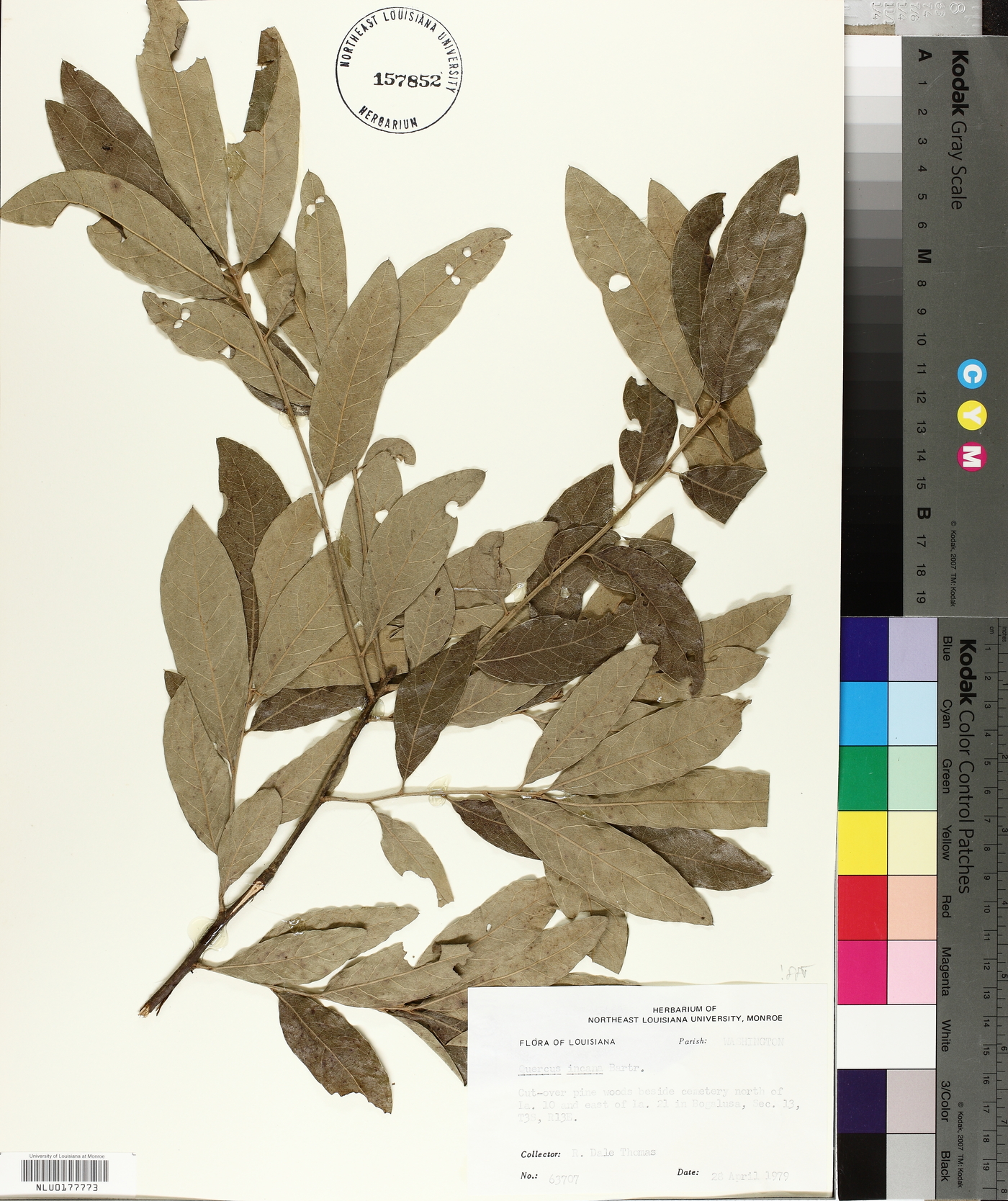 Quercus incana image
