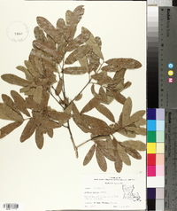 Quercus incana image