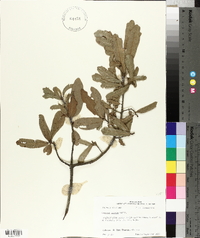 Quercus incana image