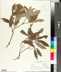 Quercus incana image