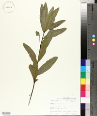 Quercus laurifolia image