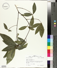 Quercus laurifolia image