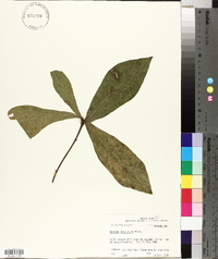 Quercus laurifolia image