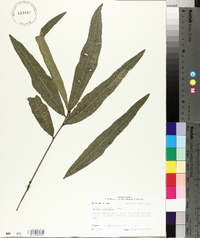 Quercus laurifolia image