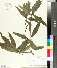 Quercus laurifolia image