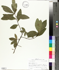 Quercus laurifolia image