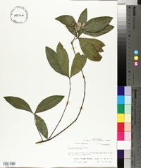 Quercus laurifolia image