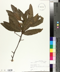 Quercus laurifolia image